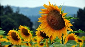 Ayçiçeği Tarlaları Yüksek Verimle Çiftçilerin Yüzünü Güldürüyor