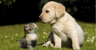 Çayırova Belediyesi’nden Sokak Hayvanları İçin Geçici Bakımevi ve Rehabilitasyon Merkezi