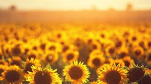 ÇALKÖY’DE 33 SENENİN ARDINDAN İLK DEFA AYÇİÇEĞİ EKİLDİ