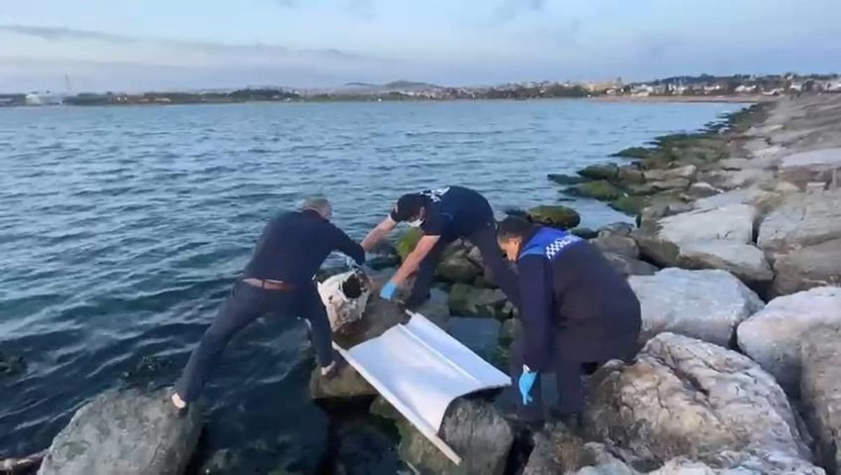 İzmit Körfezi’ne 50 yıl sonra dev orkinos balığı vurdu