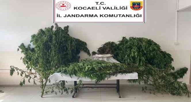 Kartepe’de 30 Kilo Esrar Ele Geçirildi