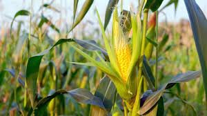 Büyükşehir’den Çiftçiye Mısır Desteği