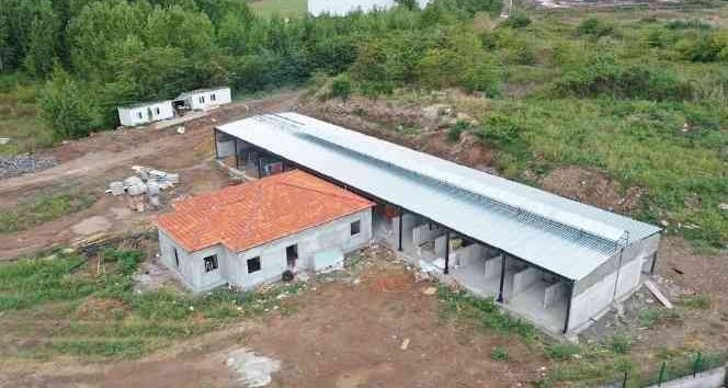 Başiskele Belediyesi’nden Sokak Hayvanları İçin Modern Tesis