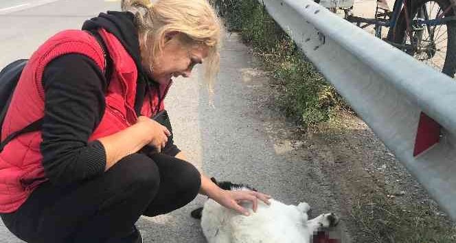 Kartepe’de Feci Kaza, Tır Ezdi Geçti