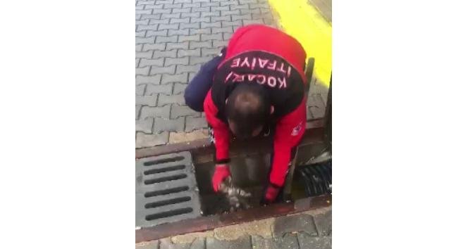 Kartepeli Ahmet’in Dikkati Bir Kedi Yavrusunu Kurtardı