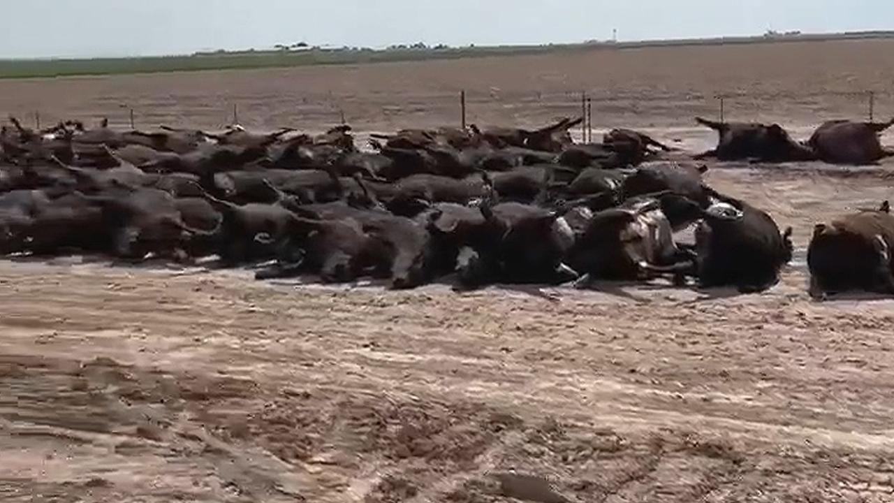 ABD’de aşırı sıcaklardan en az 2 bin sığır telef oldu