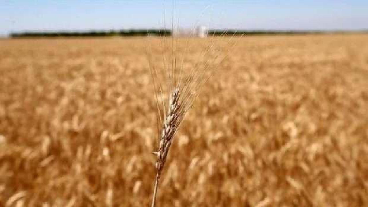 Mısır’dan tahıl krizi için “uluslararası çalışma” çağrısı