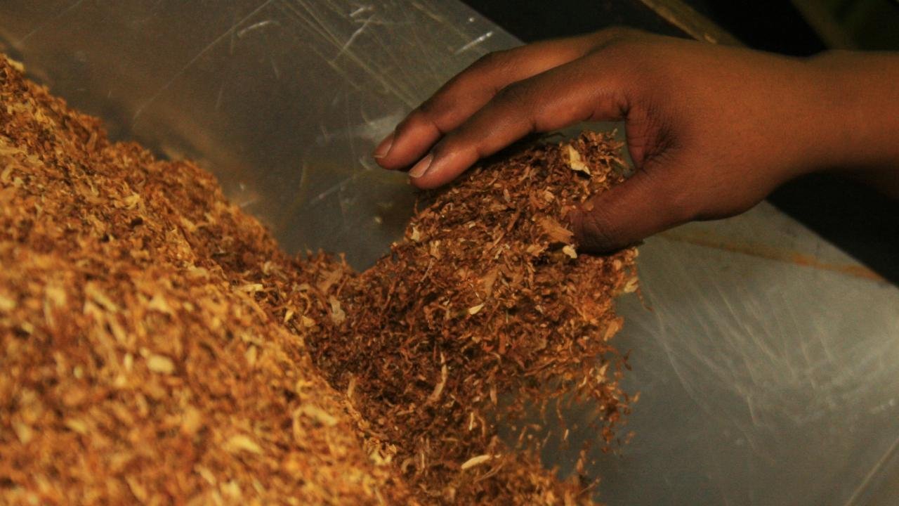 Nijerya’da her yıl 30 bin kişi tütün malullerinden ölüyor