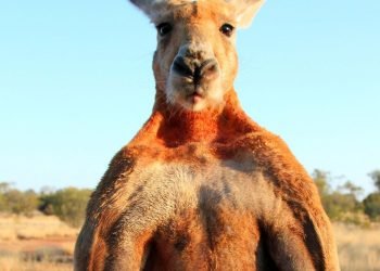 A﻿vustralya’da bir adam, besleyip büyüttüğü kangurusu tarafından öldürüldü
