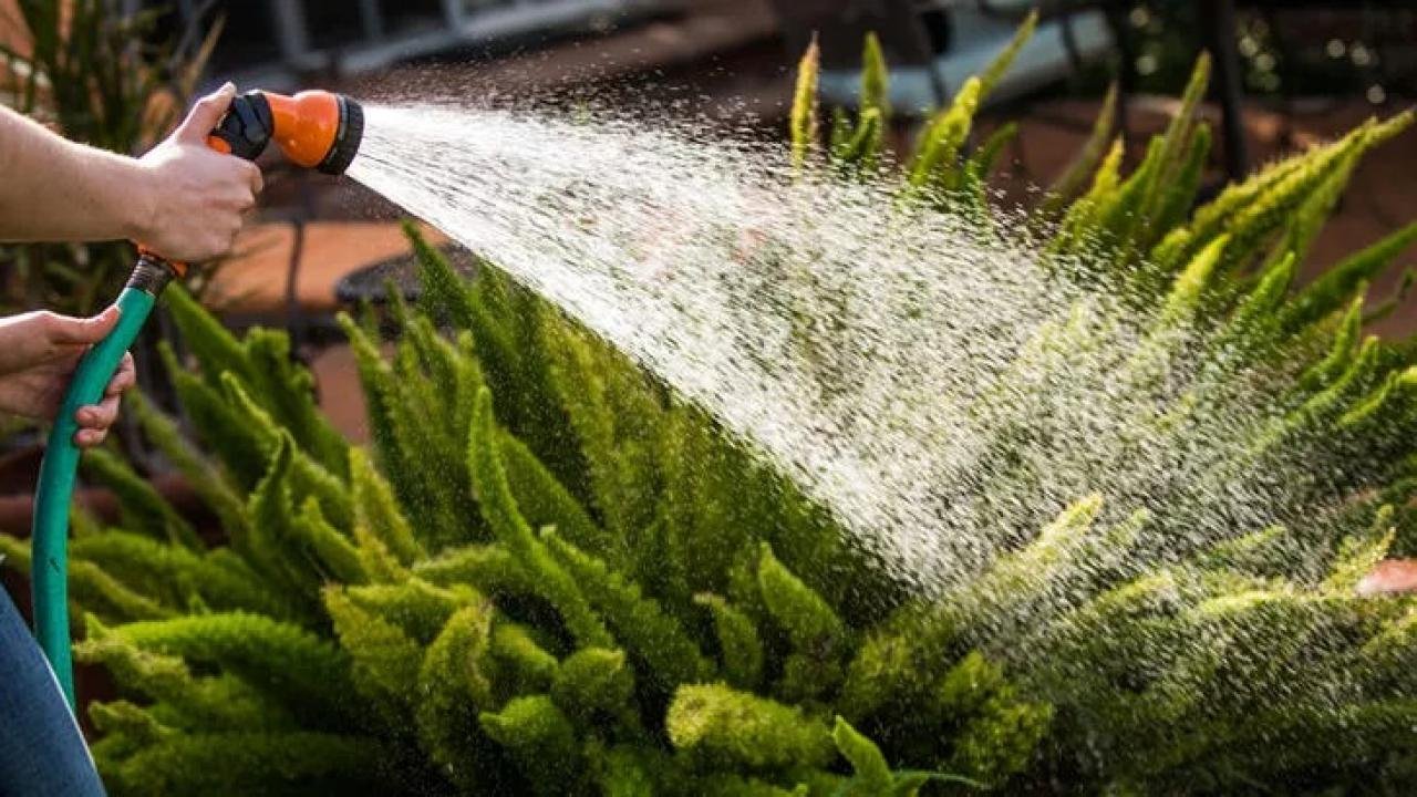 Dünyada kuraklık alarmı! Çim sulamak yasaklandı