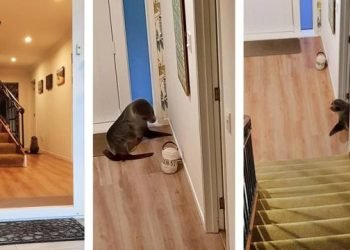 Eve giren fok kanepede keyif çattı