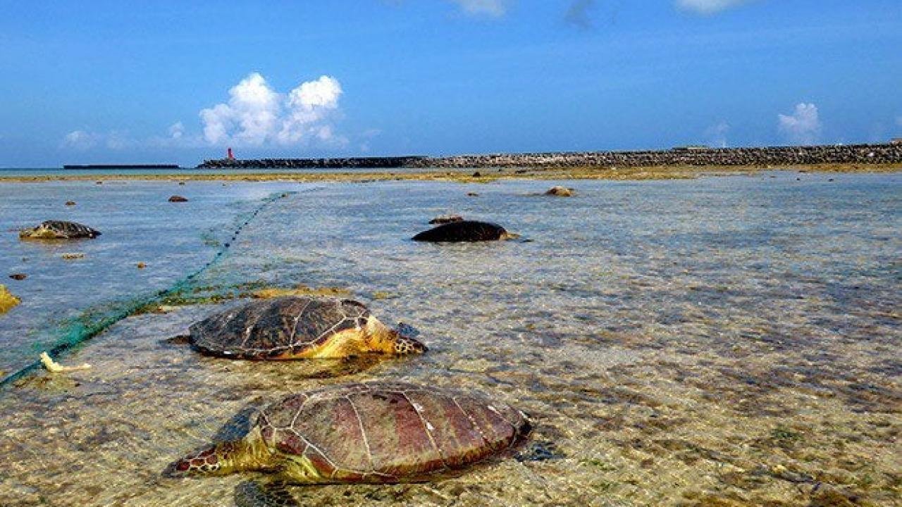 Japonya’da 30’dan fazla kaplumbağa boğazından bıçaklandı