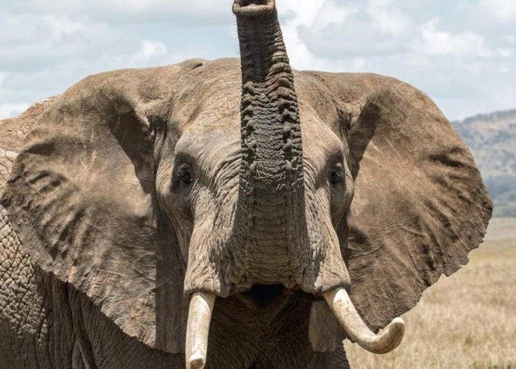 Sıcaktan deliren fil bakıcısını ikiye böldü!