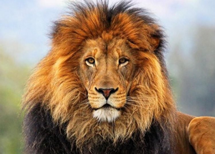 Uganda’da mahkeme aslanları zehirleyen avcılara 17 yıl hapis cezası verdi