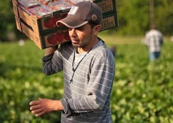 Yeni Zelanda geçici işçi arıyor