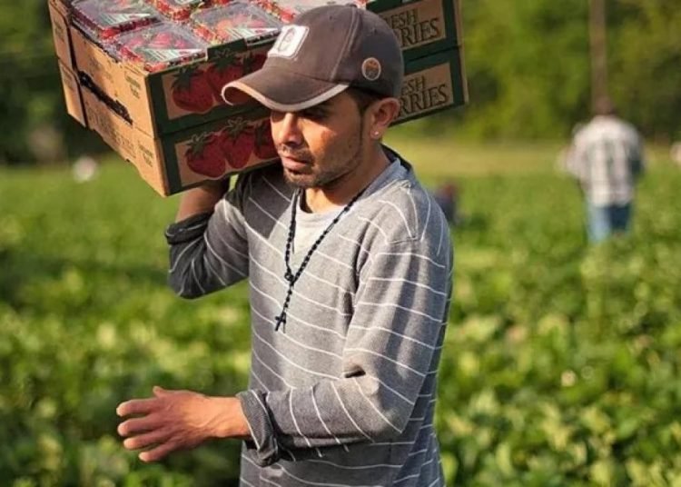 Yeni Zelanda geçici işçi arıyor