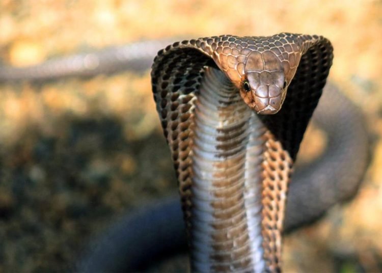 8 yaşındaki çocuk zehirli kobrayı ısırarak öldürdü