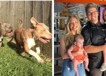 ABD’de pitbull dehşeti: İki çocuk öldü, anne ağır yaralandı