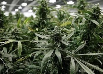 Almanya esrarı yasallaştırıyor