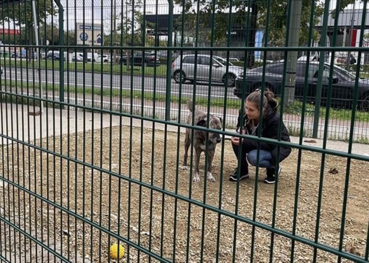 Belçika’da katı yasalar sayesinde sokaklarda başıboş hayvanlara rastlanmıyor