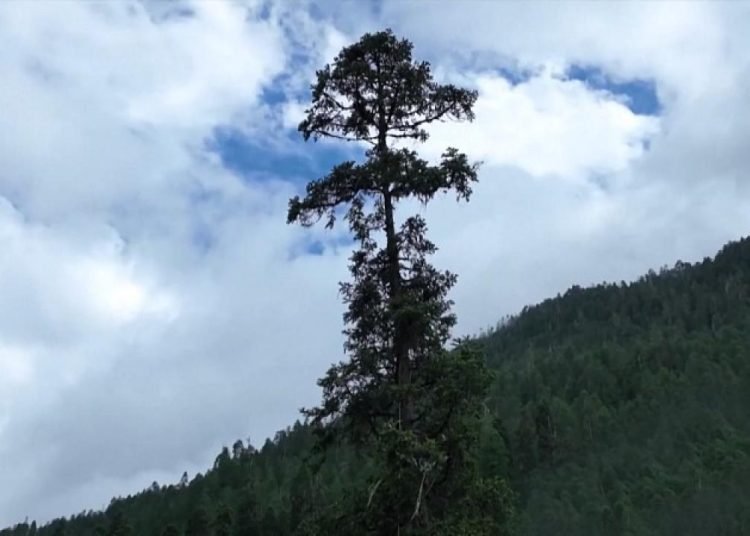 Çin’deki en uzun ağacın boyu 83,4 metre olarak ölçüldü