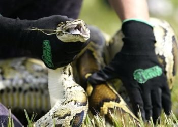 Endonezya’da bir piton 50’li yaşlarındaki kadını yedi!