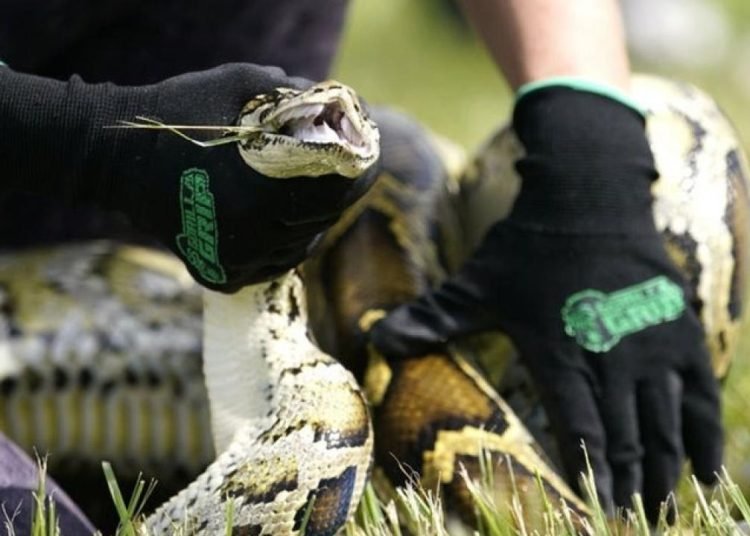 Endonezya’da bir piton 50’li yaşlarındaki kadını yedi!