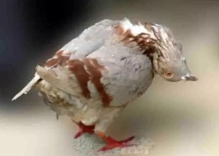 Güvercinler zombiye döndü: İngiltere’yi korkutan hastalık