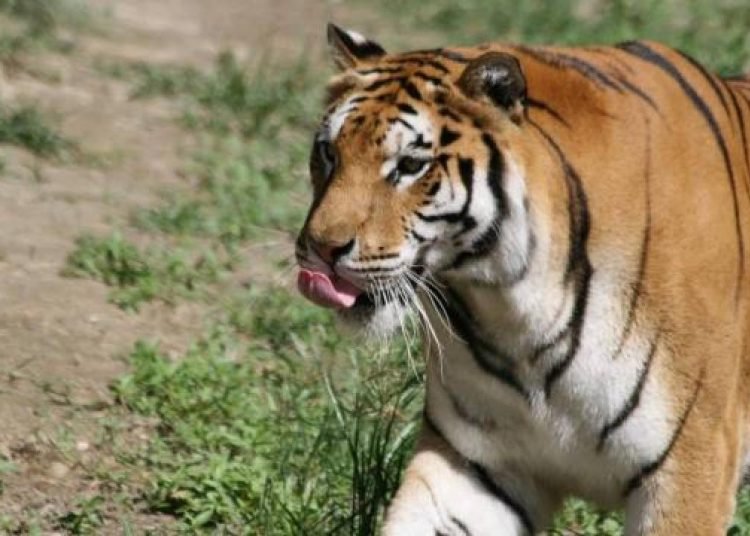 Hindistan’da 9 kişiyi öldüren kaplana 200 polisli operasyon