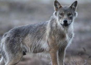 Hollanda’da kurtlar evcilleşmemeleri için paintball silahı ile uzaklaştırılacak