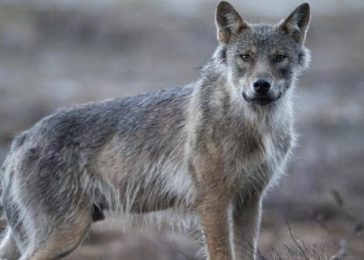 Hollanda’da kurtlar evcilleşmemeleri için paintball silahı ile uzaklaştırılacak