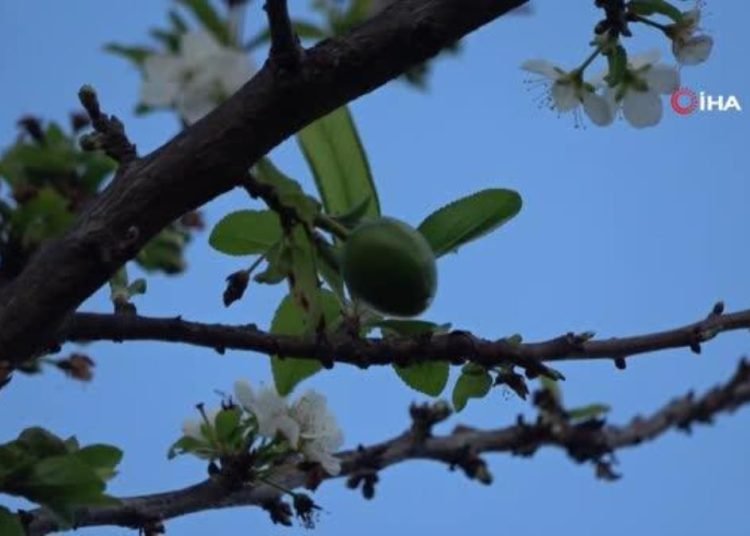 Kışın ortasında erik ağacı çiçek açtı, meyve verdi