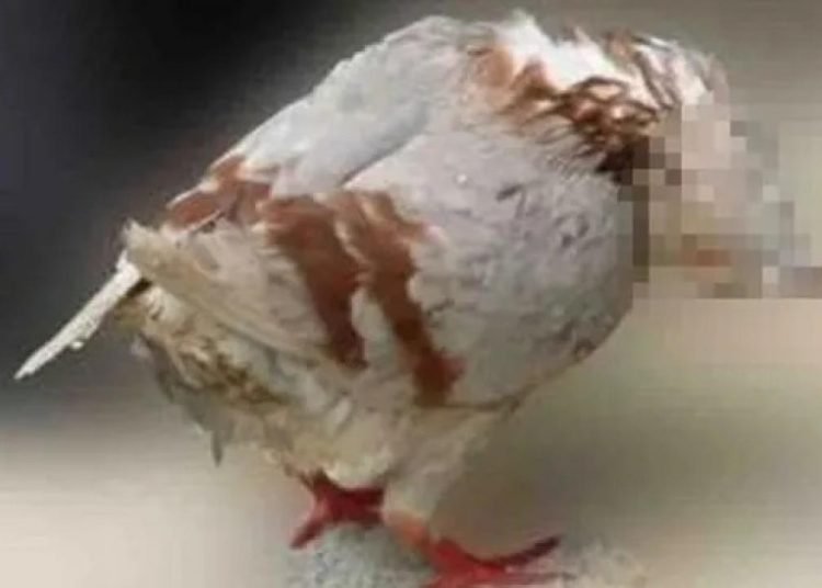 Kuşları zombiye dönüştüren gizemli virüs paniği