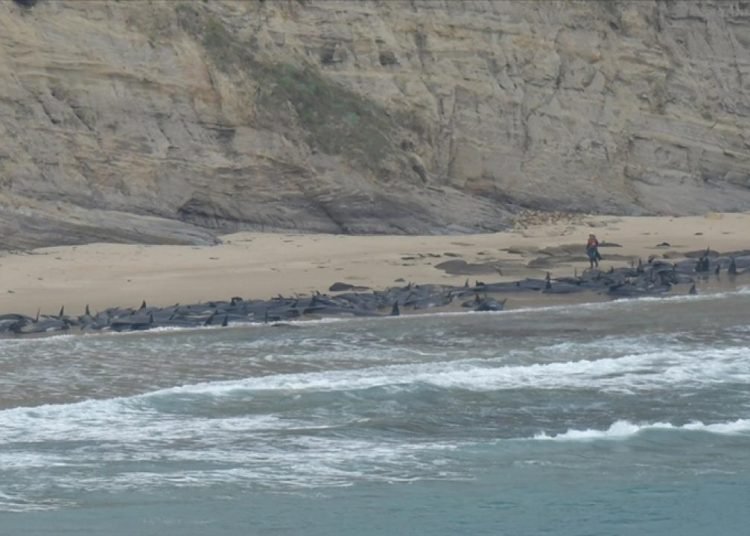 Yeni Zelanda’nın Pitt Adası’nda 240 pilot balina öldü