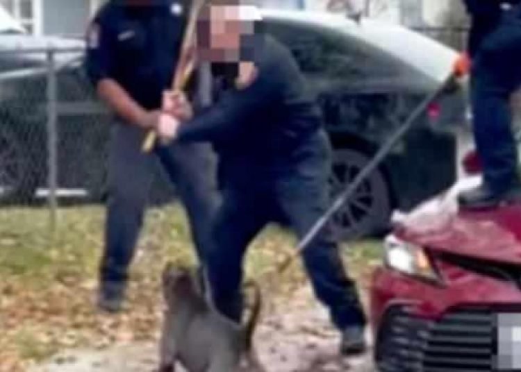 ABD’de yaşlı bir adamı öldüren köpeğin sahibine tutuklama