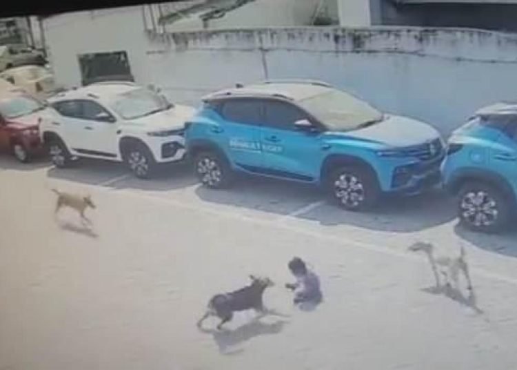 Başıboş köpekler, 4 yaşındaki çocuğu vahşice öldürdü! Dehşet görüntüler