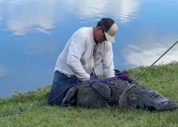 Florida’da köpeğini gezdiren kadın, timsah saldırısında hayatını kaybetti