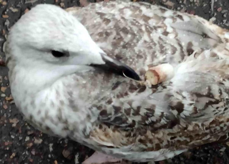 Gagasına ve kanadına kanca takılan martı uzun süre hareketsiz kaldı