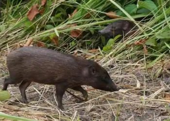 Hindistan’da domuz gribi faciası: 85 domuz öldü