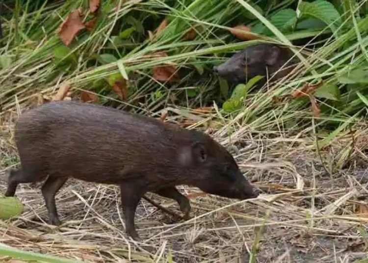 Hindistan’da domuz gribi faciası: 85 domuz öldü