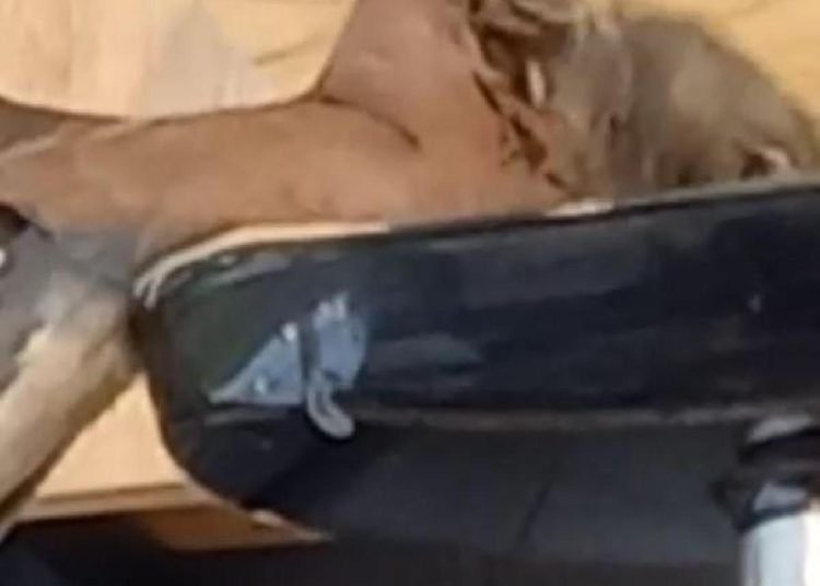 Mağazadaki kıyma makinesine yuva yapan kuşun yavruları oldu