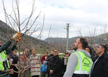 Akseki ve Demre’de budama ve aşılama eğitimi verildi