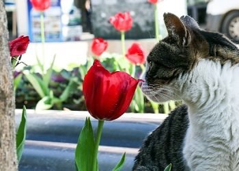 Antalya rengârenk lalelerle süslendi