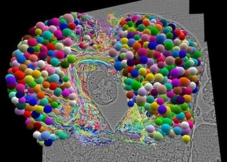 Böcek beyninin en ayrıntılı haritası çıkarıldı