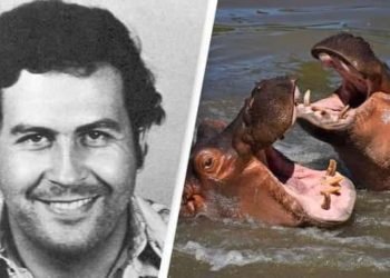 Escobar’ın su aygırlarının gönderileceği ülkeler açıklandı