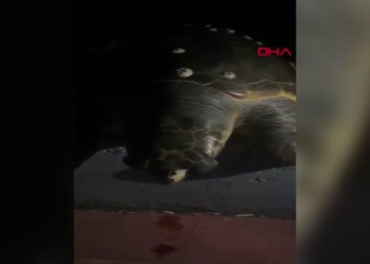 KIYIYA VURAN DENİZ KAPLUMBAĞASIYLA FOTOĞRAF ÇEKİP, DENİZE BIRAKTILAR