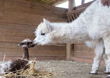 Ormanya’nın yeni gözdesi yavru Alpaka