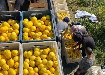 ŞOK Marketler deprem bölgesinde tarımı ve çiftçiyi destekliyor