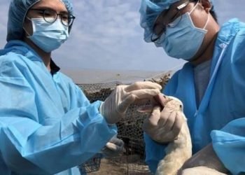 Tayvan’da kuş gribi alarmı: 36 bin 766 tavuk itlaf edildi