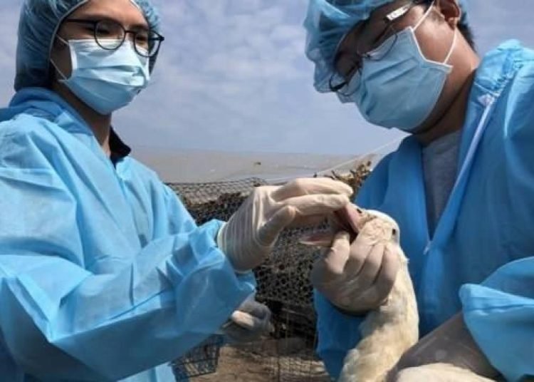 Tayvan’da kuş gribi alarmı: 36 bin 766 tavuk itlaf edildi